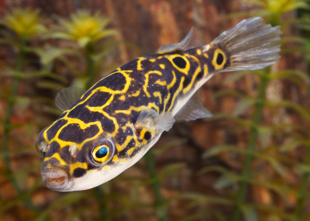 Tetraodon biocellatus  Kogelvis fig.8 L
